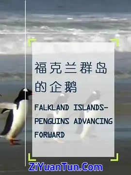 企鹅之岛：福克兰封面图