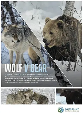 Wolf vs Bear封面图