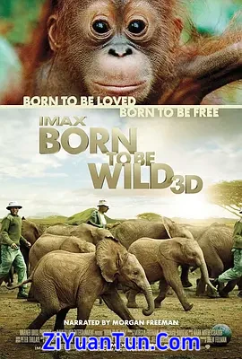 天生狂野封面图