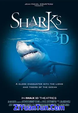 鲨鱼3D封面图