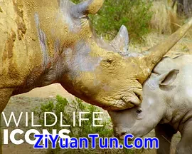 野性标志封面图