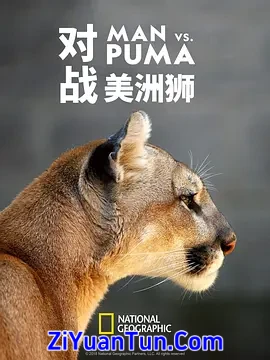对战美洲狮封面图